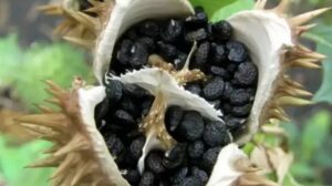 Datura flower